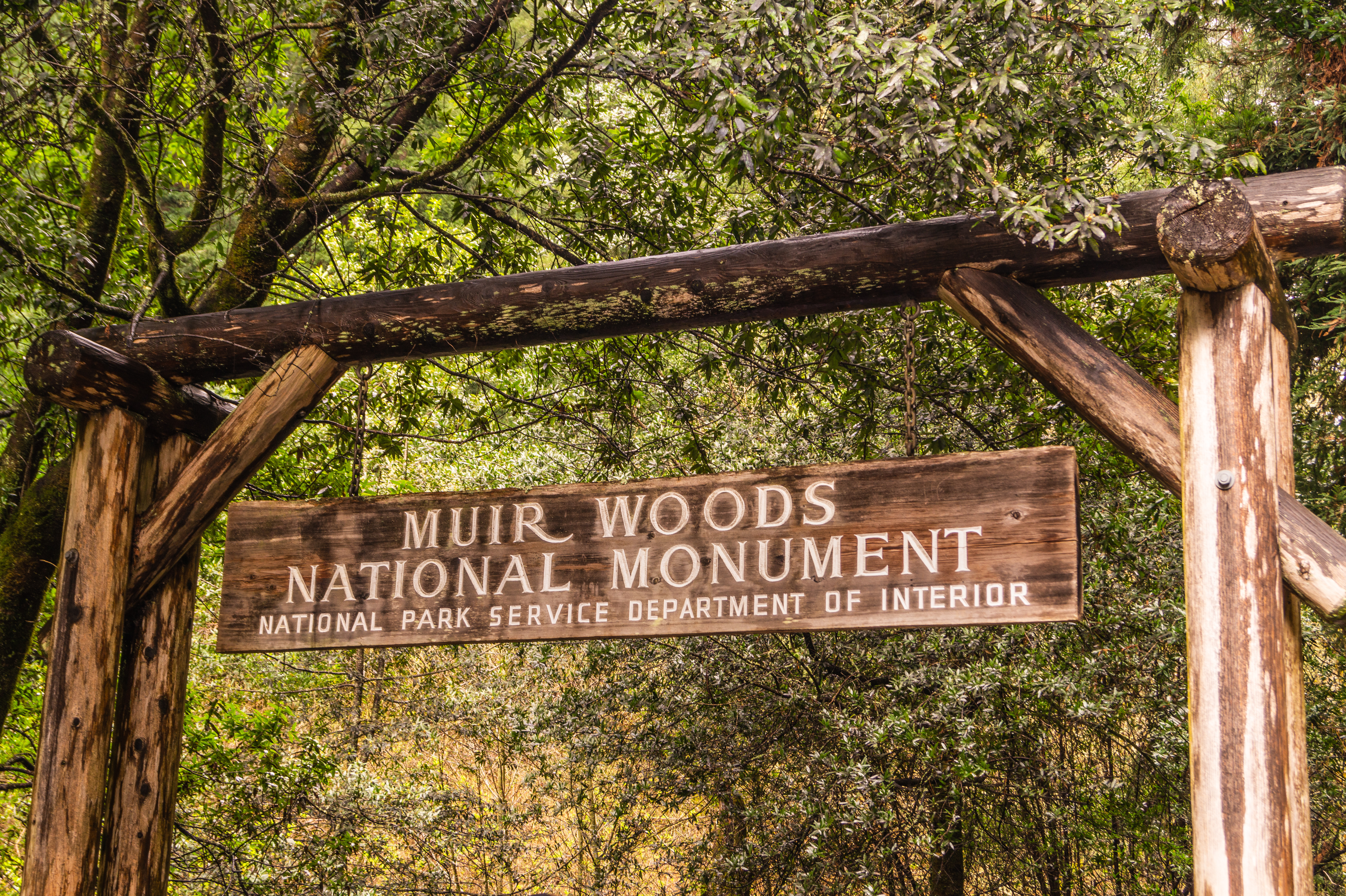 This Day in History: Roosevelt Establishes Muir Woods Monument – January 9, 1908